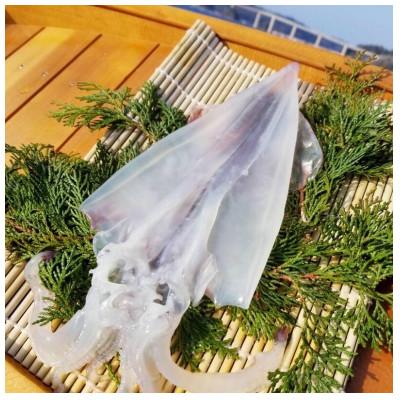 ふるさと納税 唐津市 新鮮!海から直送!剣先イカ一夜干し　1袋2枚入り×2袋