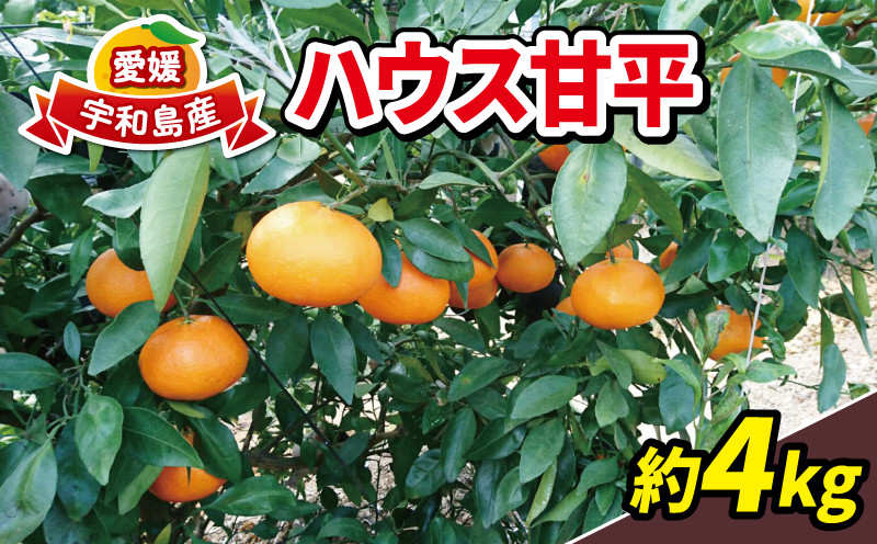 
                  甘平 4kg 15~22個 ハウス栽培 南予ファーム 先行予約 かんぺい 高級 希少 限定 品種 ブランド シャキシャキ 甘い 果物 くだもの フルーツ 柑橘 みかん mikan 愛媛みかん 愛媛蜜柑 愛媛ミカン ハウスみかん ハウス蜜柑 農家直送 国産 愛媛 宇和島 B024-082003
                