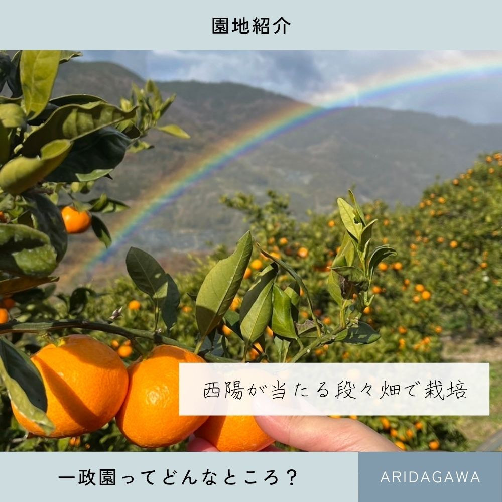 【ふるさと納税】【先行予約】 八朔 9.3kg（箱込み10kg） 家庭用 サイズ混合 柑橘 フルーツ はっさく 産地直送 お取り寄せ 送料無料
