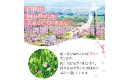 岡山白桃 ロイヤル 5～7玉入り（合計約2kg）【2026年7月上旬～8月下旬 発送予定】【もも 桃 白桃 果物 フルーツ 国産 人気 おすすめ 岡山県 倉敷市】