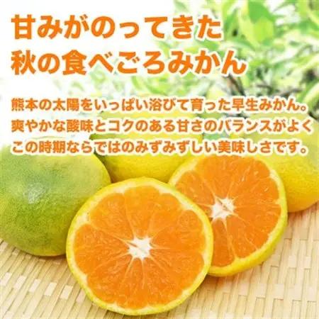 早生みかん 2S～2L 約10kg(益城町)【1725650】