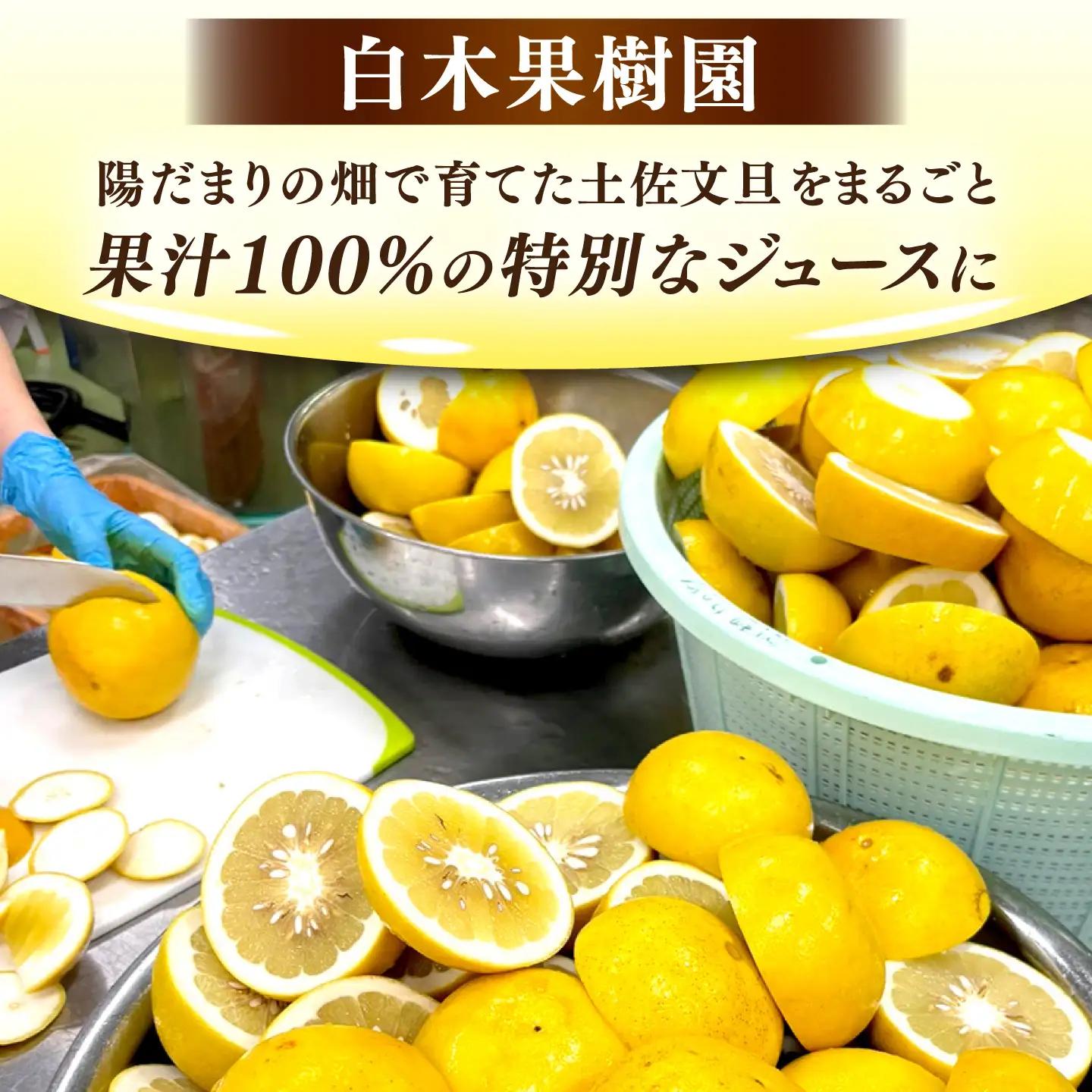 【先行予約】土佐文旦果汁100%ジュース 160ml×3本(計約480ml) ＜2027年6月～発送＞ / ジュース 果汁100% ストレートジュース 無濃縮 ストレート 文旦 ぶんたん ブンタン 土