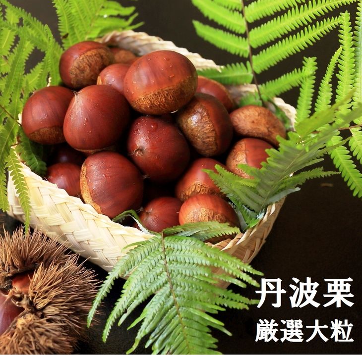 【先行予約】期間・数量限定 丹波栗 厳選大粒 1.2kg＜丹波四季菜料理 宮本屋＞ ｜くり 栗 丹波産 ※2025年9月中旬～10月下旬頃に順次発送予定