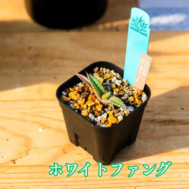 多肉植物 アガベ ホワイトファング 園芸 ガーデニング 多肉植物