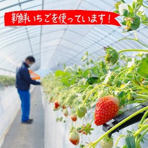 摘みたて！便利な小分け！冷凍いちご1kg(500g×2)_BI08◇