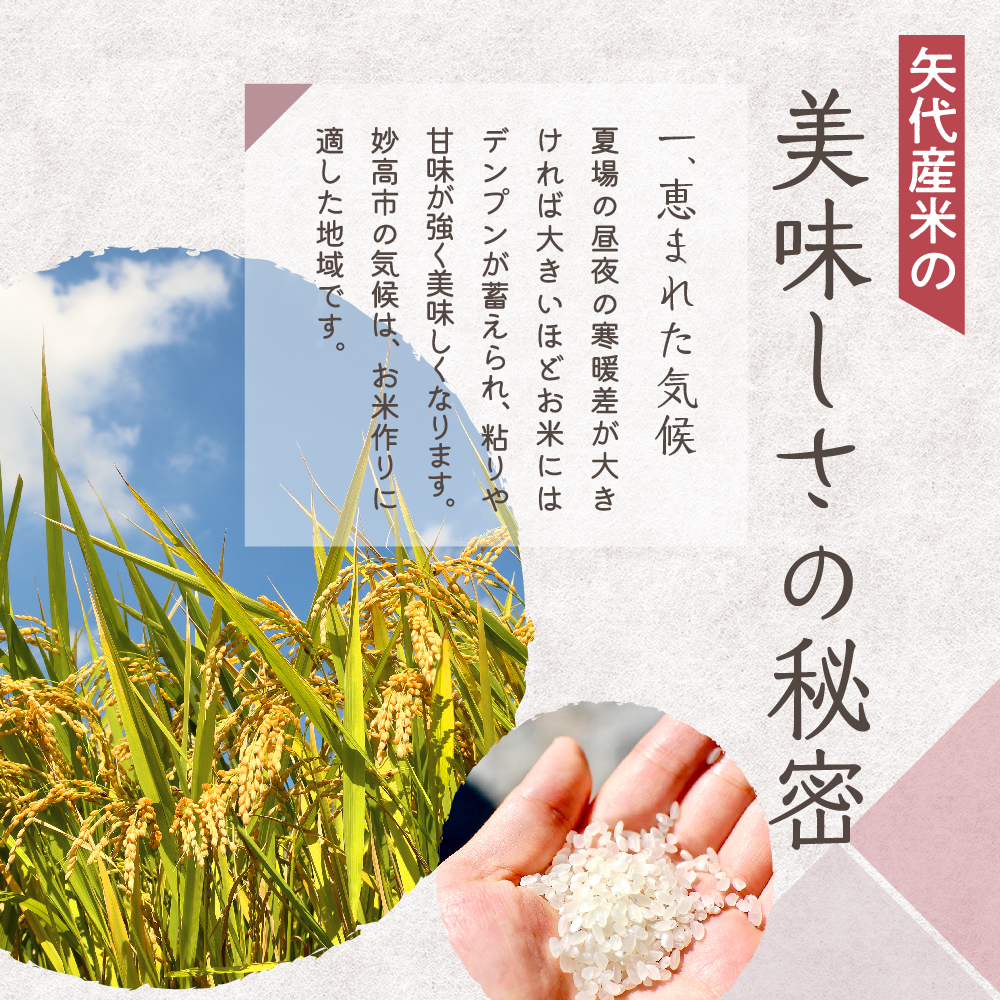 【2025年3月下旬発送】【定期便】令和6年産 新潟県矢代産コシヒカリ10kg(5kg×2袋)×3回（計30kg）