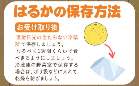 はるか 約7kg S～2L 家庭用 サイズ混合 横川果樹園 《2月上旬-3月中旬頃出荷》 和歌山県 日高川町 はるか みかん 果物 柑橘 フルーツ 送料無料