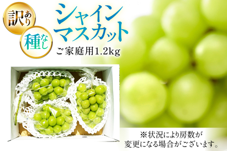 【期間限定発送】 シャインマスカット 訳あり 2房 1.2kg [Yamagenフルーツガーデンレコルト 山形県 高畠町 tk06ayt380003] ご家庭用 ぶどう ブドウ 葡萄 フルーツ 果物 