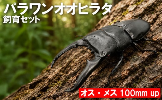 【数量限定】 パラワンオオヒラタ 飼育セット オス・メス 100ミリ up クワガタ クワガタムシ カブトムシ 昆虫 虫 国産 飼育 セット 夏休み 自由研究 ふるさと納税 茨城県 鹿嶋市 Kabukuwashop