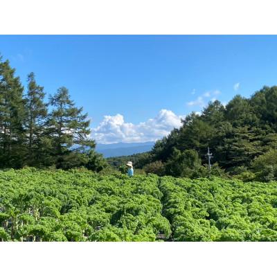 ふるさと納税 佐久穂町 サラダケール1kg　〜おいしくて栄養満点　 のらくら農場の自信作!〜 |  | 03