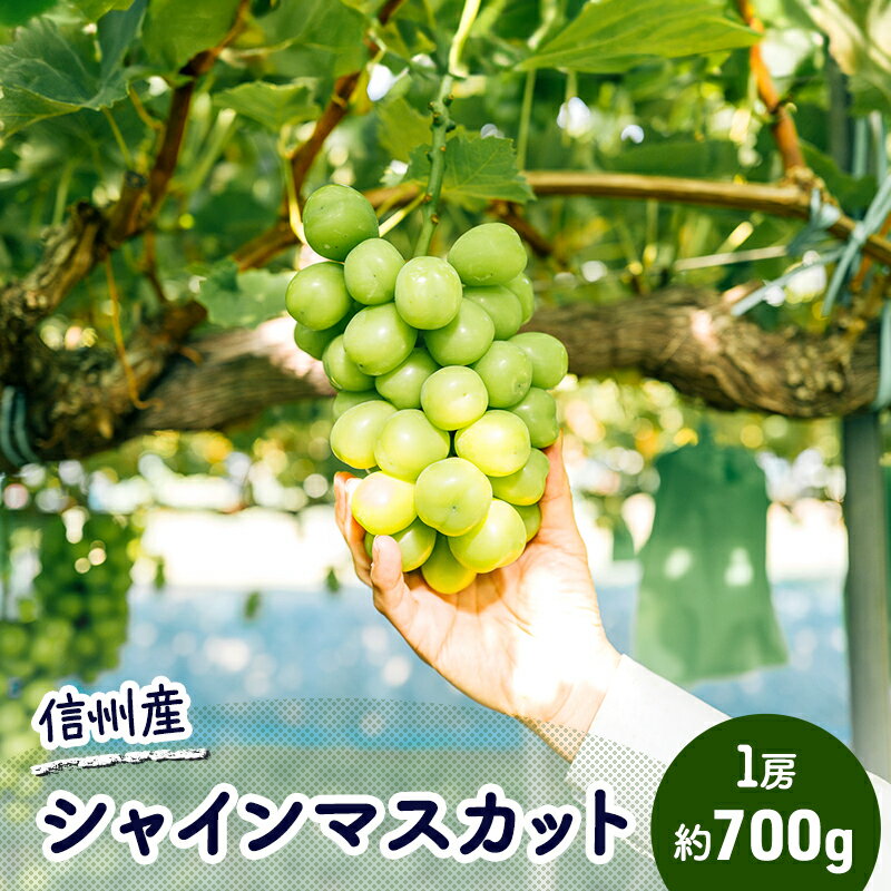 【ふるさと納税】ぶどう シャインマスカット 約700g（1房）果物 フルーツ デザート 信州 長野 駒ケ根市　お届け：2025年10月上旬～12月上旬