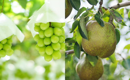 【定期便4回】山形フルーツベスト4！お福分け定期便【令和8年産先行予約】FS25-104