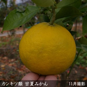 訳あり＜すだ農園＞3年生 苗木 ◇柑橘類 甘夏みかん[果樹鉢 2021年] ※北海道、沖縄、離島への配送不可