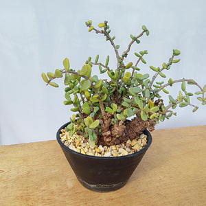 ケラリア・ピグマエア (発根管理済) A008｜観葉植物 コーデックス 盆栽 鉢植え インテリア ハコネコ [0661]