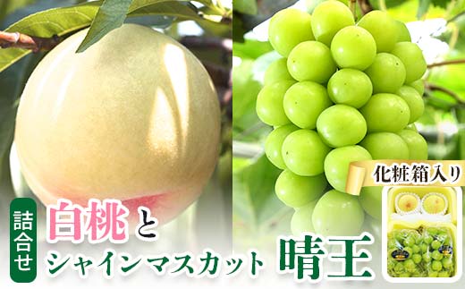 ＜2024年発送＞岡山県産　詰合せ/白桃とシャインマスカット『晴王』 化粧箱入り TY0-0391