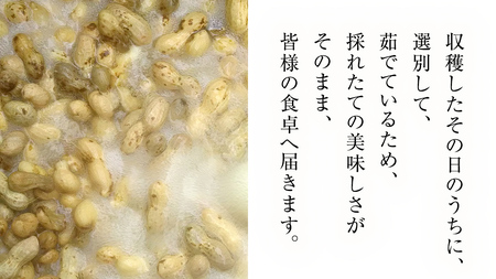 牛久市産 茹で 落花生 300g × 3袋 セット 計900g 茹で落花生 ゆで落花生 ピーナッツ ナッツ 詰合せ 豆 無塩 塩分不使用 おつまみ おやつ お菓子 素焼き マメ まめ 料理 お茶漬け 