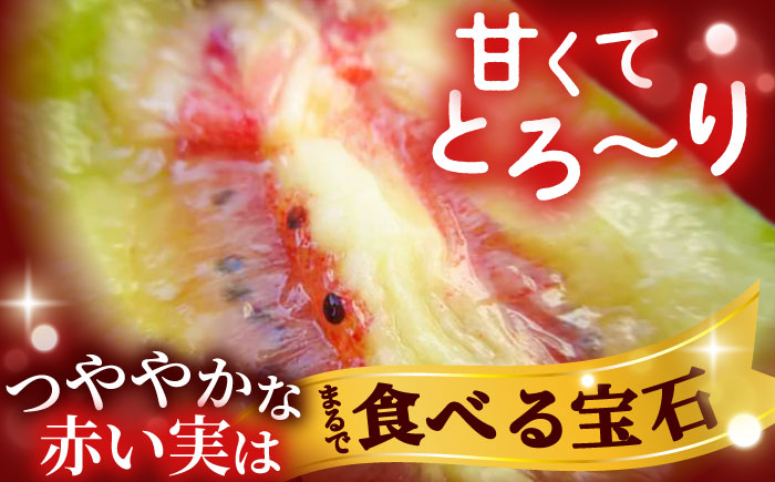 赤キウイ「紅妃」特大サイズ 1.7kg ／ キウイ キウイフルーツ 果物 フルーツ 国産 産地直送 農家直送【スマイル農園たかの】 [BKCD001]
