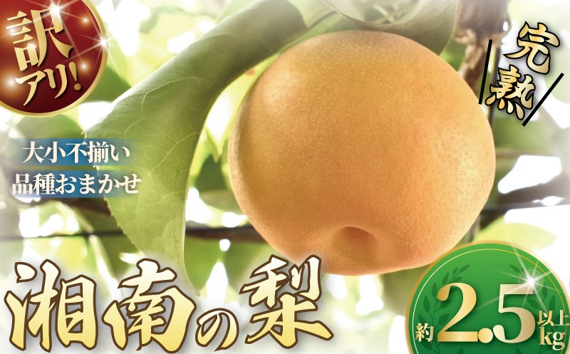 
                  【先行予約】梨 なし ナシ 約2.5kg 以上 2026年8月上旬発送 開始 訳あり 訳アリ わけあり 訳有 くだもの 果物 フルーツ nasi nashi 旬 新鮮 完熟 先行予約 数量限定 産地直送 農家直送 幸水 あきづき 秋月 秋のほほえみ 南水 おやつ デザート 10000円 不揃い ふるうつらんど井上 神奈川 湘南 藤沢
                