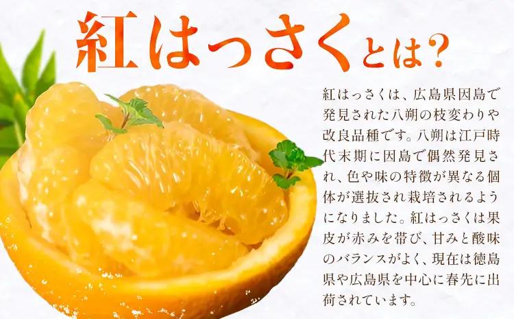  紅はっさく 約3kg 八朔 