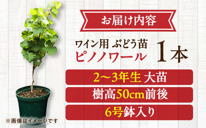 ワイン用 ブドウ苗(ピノノワール)6号鉢入り 2～3年生 大苗 樹高50cm前後 苗 苗木/ ぶどう ぶどう苗木 葡萄 ぶどうの木 庭木 植木 【Herb＆Rose】 [BHCQ006]