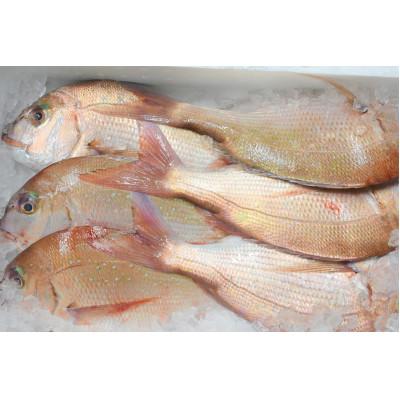 ふるさと納税 福津市 すぐ食べ鯛!!お刺身天然真鯛600g(50g×12)[F0059s] |  | 02
