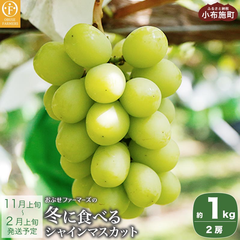 冬に食べるシャインマスカット 約1kg 2房 ［ おぶせファーマーズ ］ぶどう ブドウ 葡萄 フルーツ 果物 くだもの 長野 信州 【2025年11月上旬～2026年2月上旬発送】