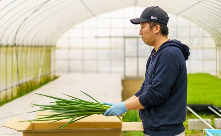 生産農家直送 京野菜・九条ねぎ4kg〈ねぎ 野菜 農家直送 京都