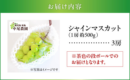 2024年8月お届け先行予約！【桜島産】シャインマスカット　3房　K260-001_03 シャイン マスカット ぶどう ブドウ 葡萄 糖度 18度 皮ごと 種なし 種無し 粒 果汁 果物 フルーツ 旬
