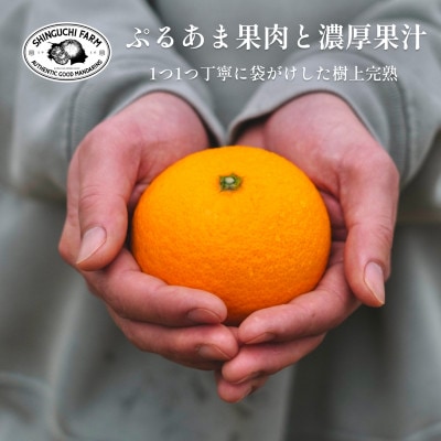 【創業108年】愛媛みかんの老舗【清見 3kg】【C70−71】【1615835】