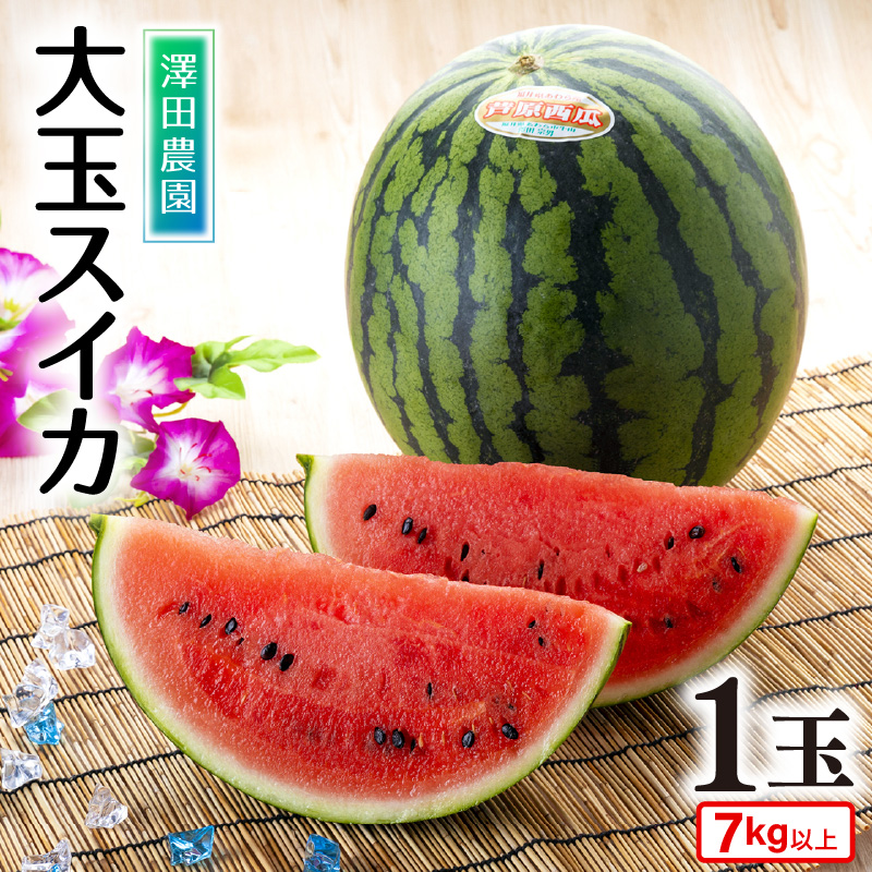 【先行予約】 大玉スイカ（7kg以上 1玉入) 皮際まで甘い！シャリ感も抜群！ / 期間限定 果物 フルーツ 産地直送 すいか 人気 ※2025年6月中旬より順次発送
