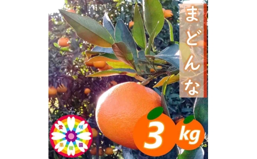 【先行受付】愛咲果樹園「 まどんな 」約3kg【D71-27】【1616835】 YWTS023