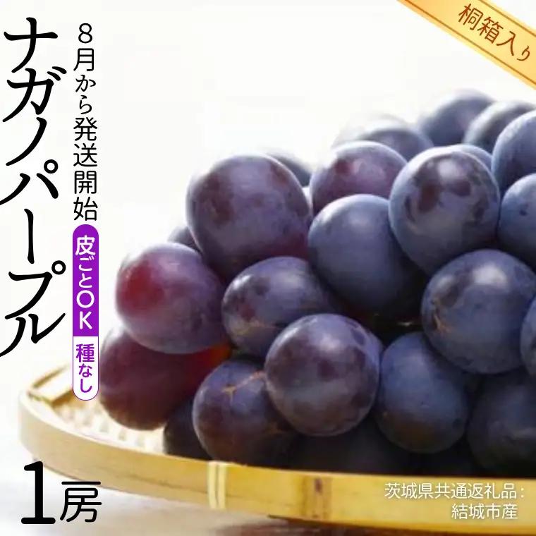 【 桐箱入り 】 ナガノパープル 1房 【2026年8月から発送開始】（茨城県共通返礼品 [ぶどう]：結城市産） ギフト 贈答 フルーツ 果物