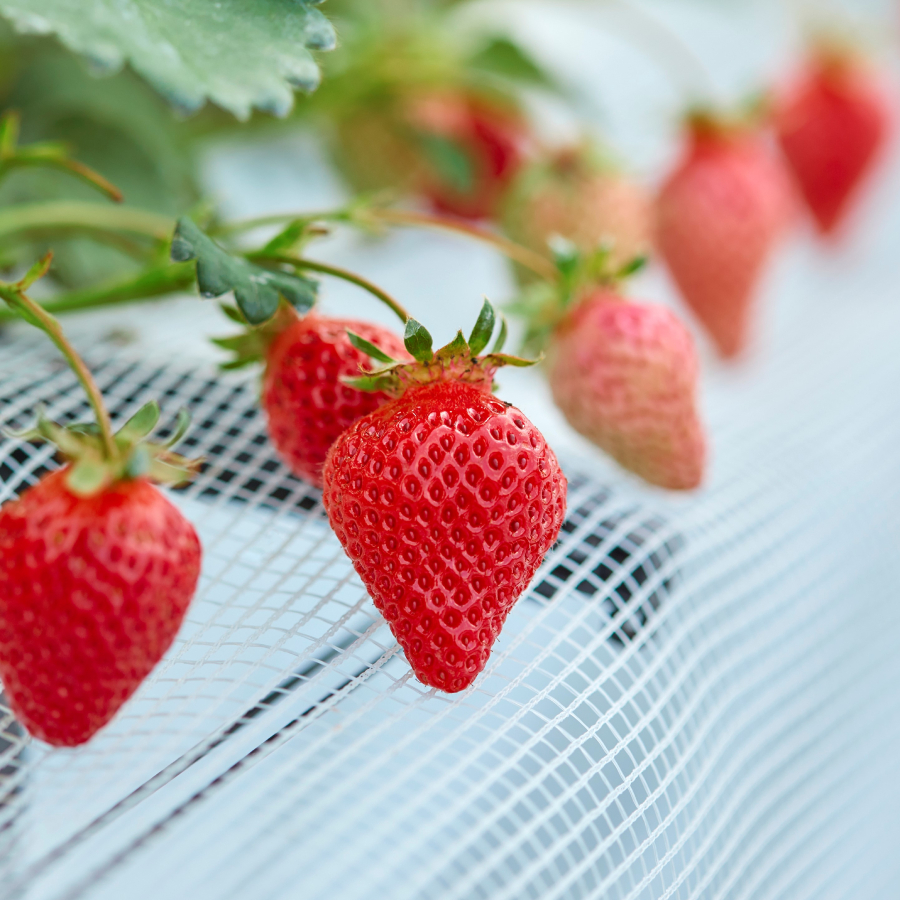 『岩田屋本店・南国フルーツ』エクセレントあまおう9-15粒（三越伊勢丹選定品）