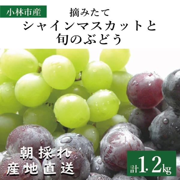 摘みたてシャインマスカットと旬のぶどう 1.2kg程度（国産 フルーツ 果物 くだもの ブドウ シャインマスカット 2026  贈答用 限定）