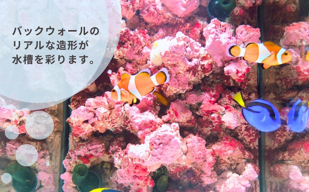 【海水魚専用】ハンドメイド小型水槽 ポンプ無し 30×20×25cm (サーチライフクラフト)