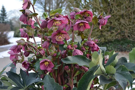 【先行予約】 花 クリスマスローズ 鉢植え 氷の薔薇 ベノッタ 開花株 4.5号 冬 季節 ガーデン ガーデニング 庭 贈答 プレゼント ギフト 植物 2025年12月中旬より発送開始 オンライン決済