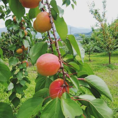 ふるさと納税 千曲市 【2026年発送】あんず「ハーコット」生食用 約2kg |  | 03