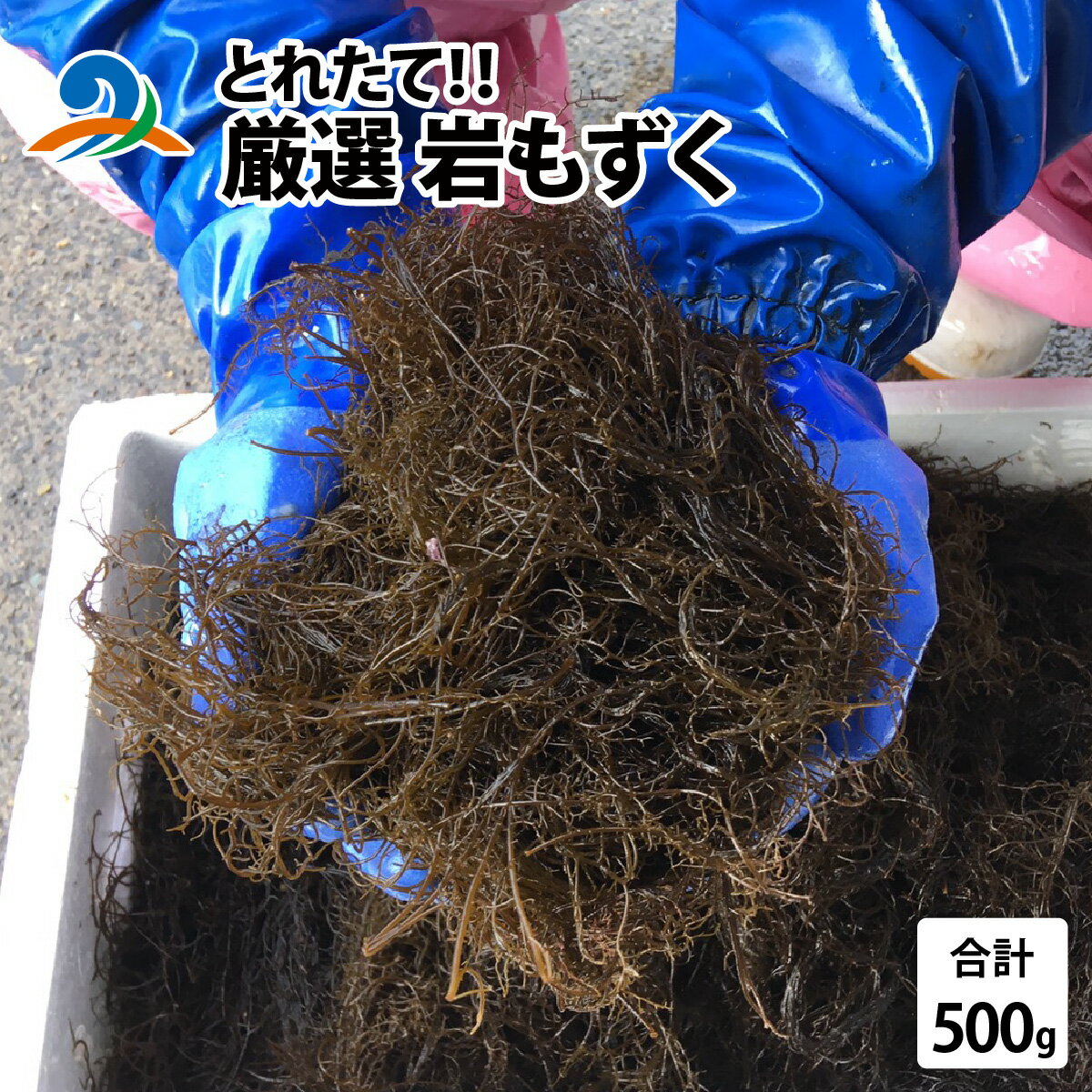 【ふるさと納税】【先行予約】【とれたて！！】厳選岩もずく0.5kg【2026年5月下旬ごろ順次発送】／ 新鮮 お造り 刺身 晩酌 食卓 BBQ 冷蔵 送料無料