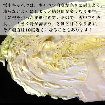 ふるさと納税 長野県 信州小谷村産「雪中キャベツ」(大玉)1玉 約2kg |  | 01
