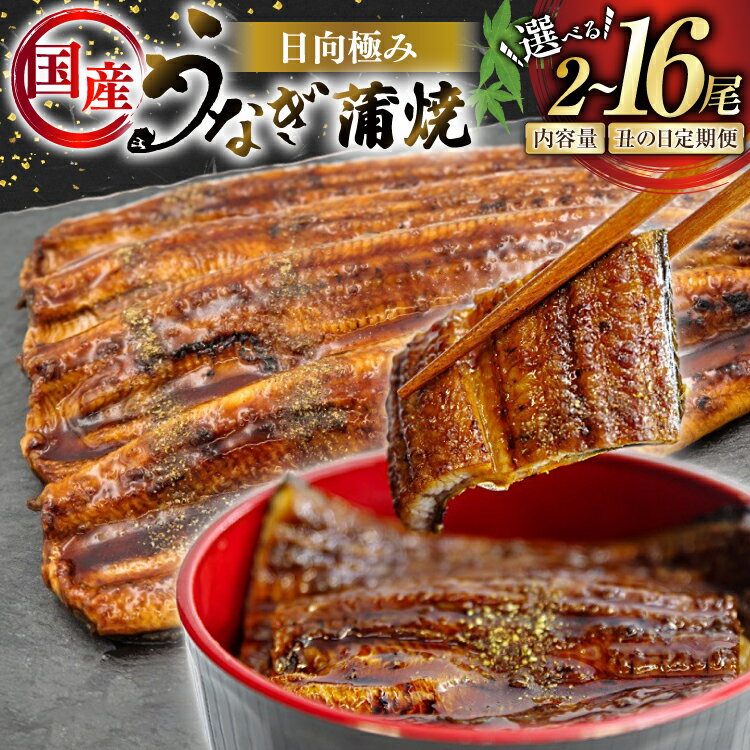 【ふるさと納税】 うなぎ 2尾240g以上 レビューキャンペーン 選べる発送内容 2尾 or 4尾 定期便 【たれ・山椒付き】 国産 日向極み うなぎ蒲焼 [日向サンパーク 宮崎県 日向市 452061503] ギフト 小分け 真空パック 鰻 ウナギ うなぎの蒲焼 蒲焼