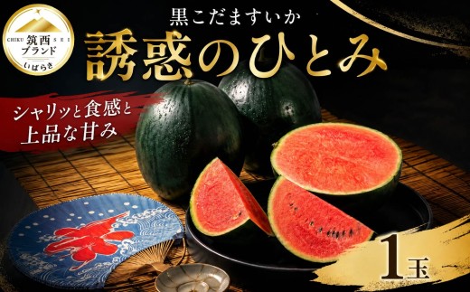 こだますいか 1玉 誘惑のひとみ 黒こだますいか 甘い 水分 果汁 2026年産 スイカ すいか 果物 フルーツ 小玉スイカ コダマスイカ 小玉すいか 旬 初夏 夏 期間限定 小玉 西瓜 くだもの デザート 夏 ブランド JA北つくば 茨城 筑西 関東