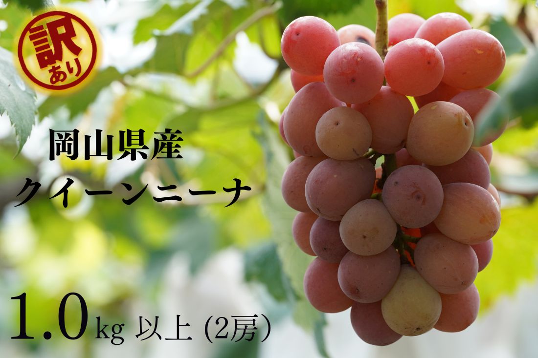 【ふるさと納税】訳あり クイーンニーナ 2房 合計1.0kg以上 産地直送 朝採れ ぶどう ブドウ 葡萄 フルーツ くだもの 果物 果物 Kawahara Green Farm 2025年 糖度20度 完熟 冷蔵 岡山県産 国産 岡山県 倉敷市 送料無料