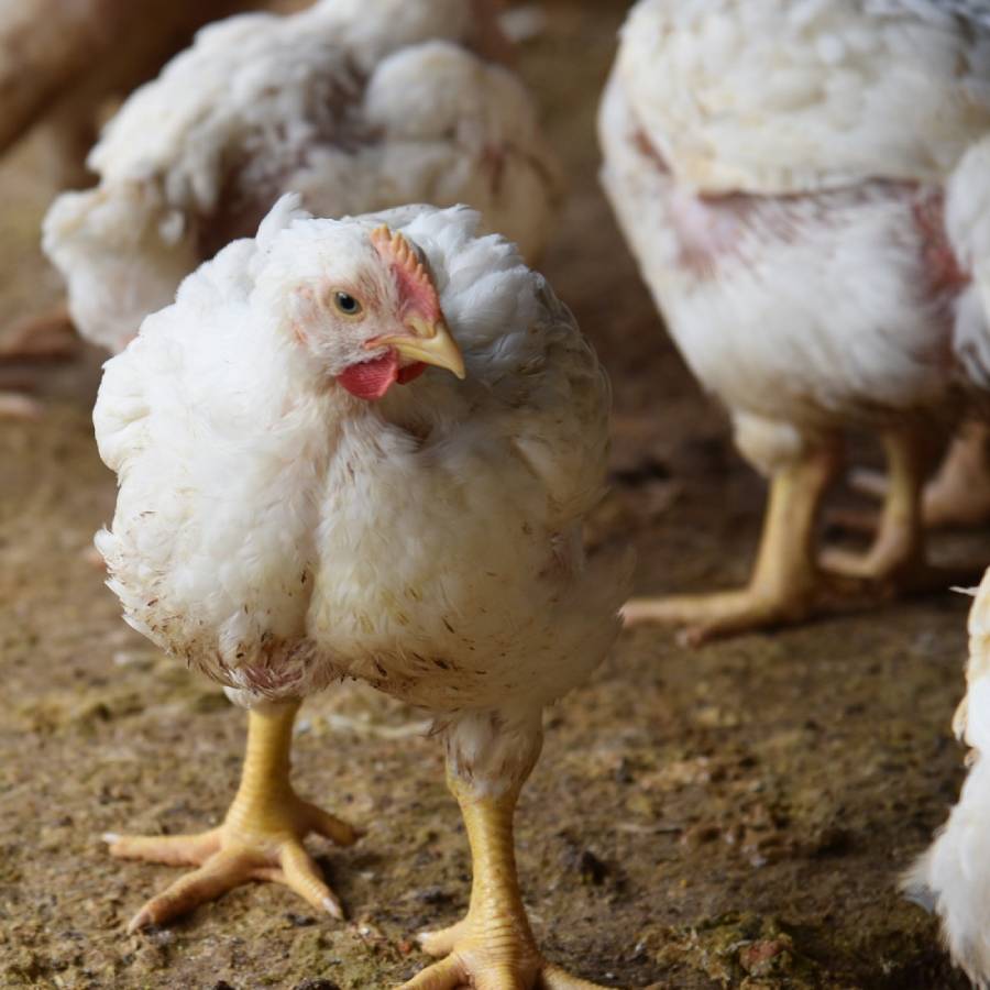 ＜百姓屋＞伊万里ヤマンドリ　からだ想いセット