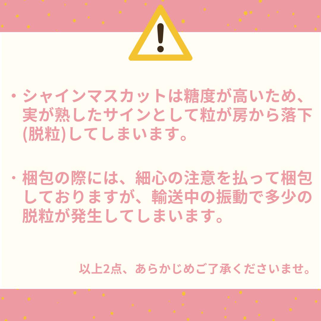 シャインマスカット 2kg 3房 4房 5房 潮騒熟成 (32MS.)| ぶどう 鳥取県 湯梨浜町 果物 フルーツ 特産品 2026年 先行予約 先行受付