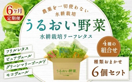 【定期1ヶ月毎6回】水耕栽培 リーフレタス「うるおい野菜」6個セット 野菜 フリルレタス ピュアヴェール グリーンマリーゴールド モコヴェール 定期便 セット 福岡県 北九州市