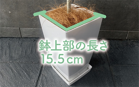 4月上旬～発送【観葉植物】ウンベラータ60cm～80cm(Green Base/014-1370) 南国鹿児島県で育った 観葉植物！植物 鉢付 観葉植物 インテリア 観葉植物 室内 観葉植物 オフィス