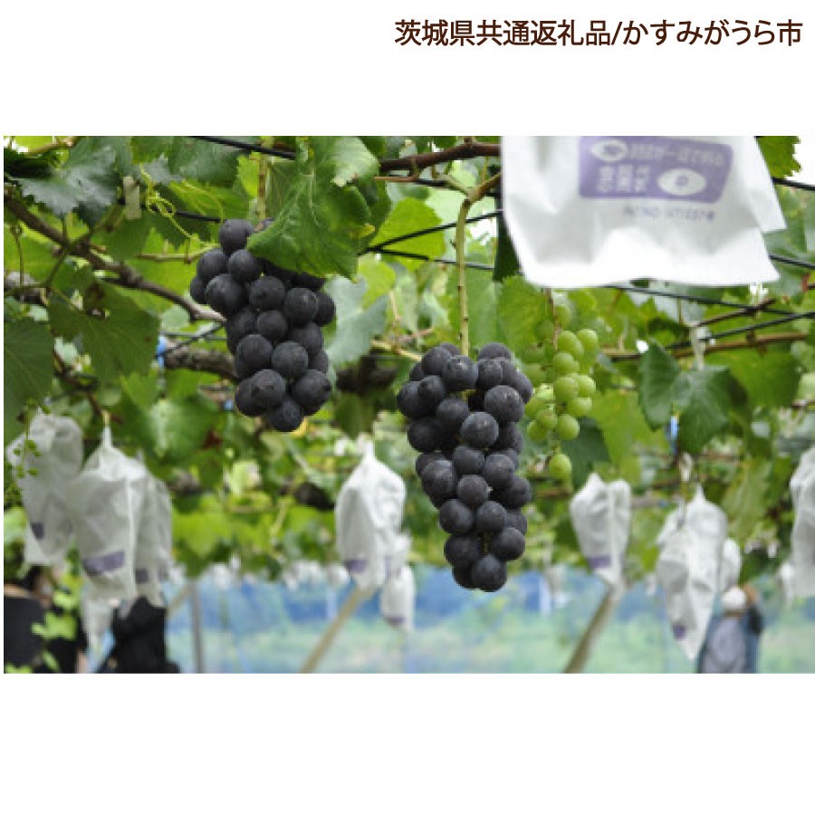 
                  ぶどう 巨峰 葡萄 ブドウ 果物 フルーツ くだもの 2kg 1箱 秋 旬 果汁 甘み 大粒 茨城県産 期間限定 数量限定 【茨城県共通返礼品/かすみがうら市】（107-06）
                