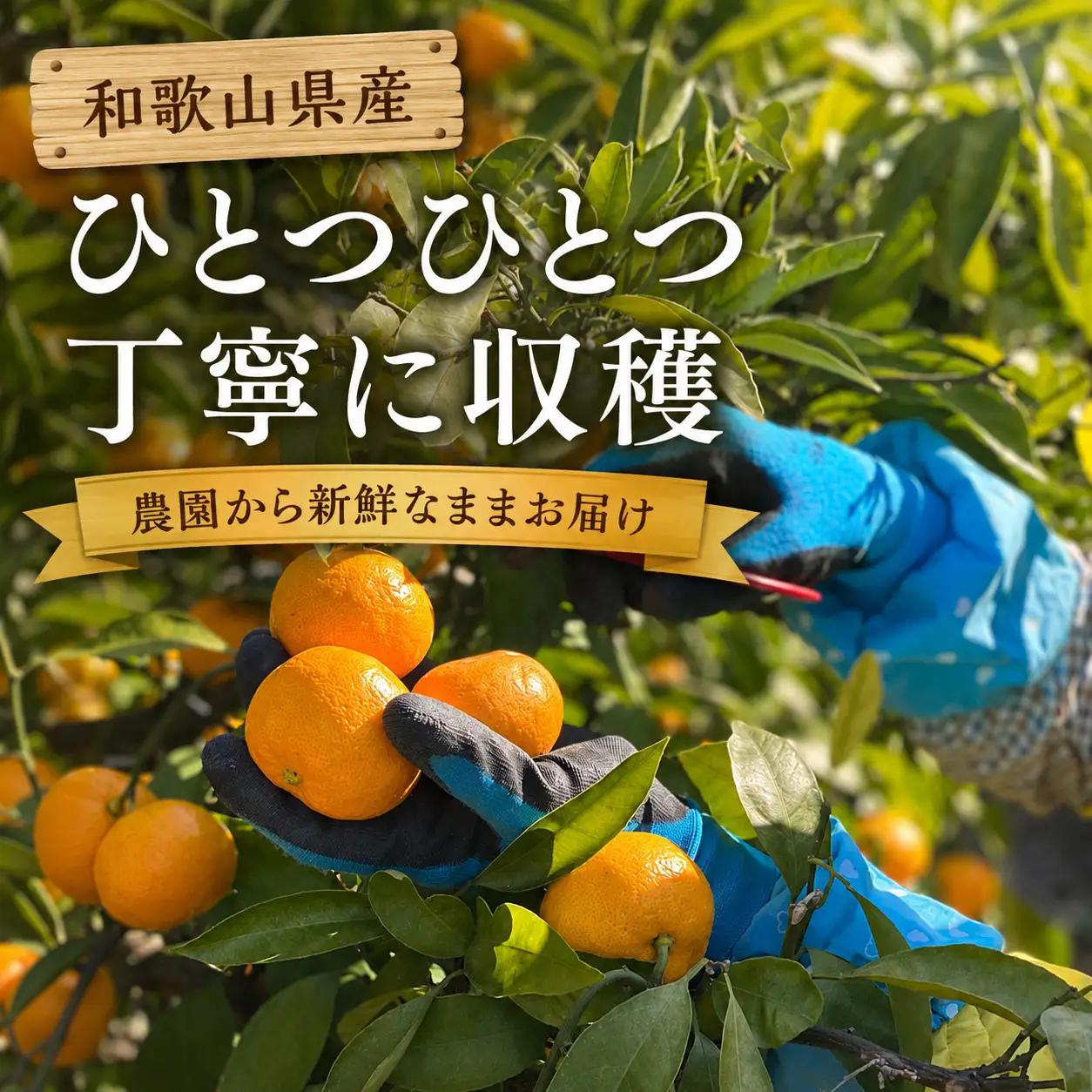 【先行受付】はじめまして 有田みかん 3kg　和歌山県有田川町産　お試し・味重視