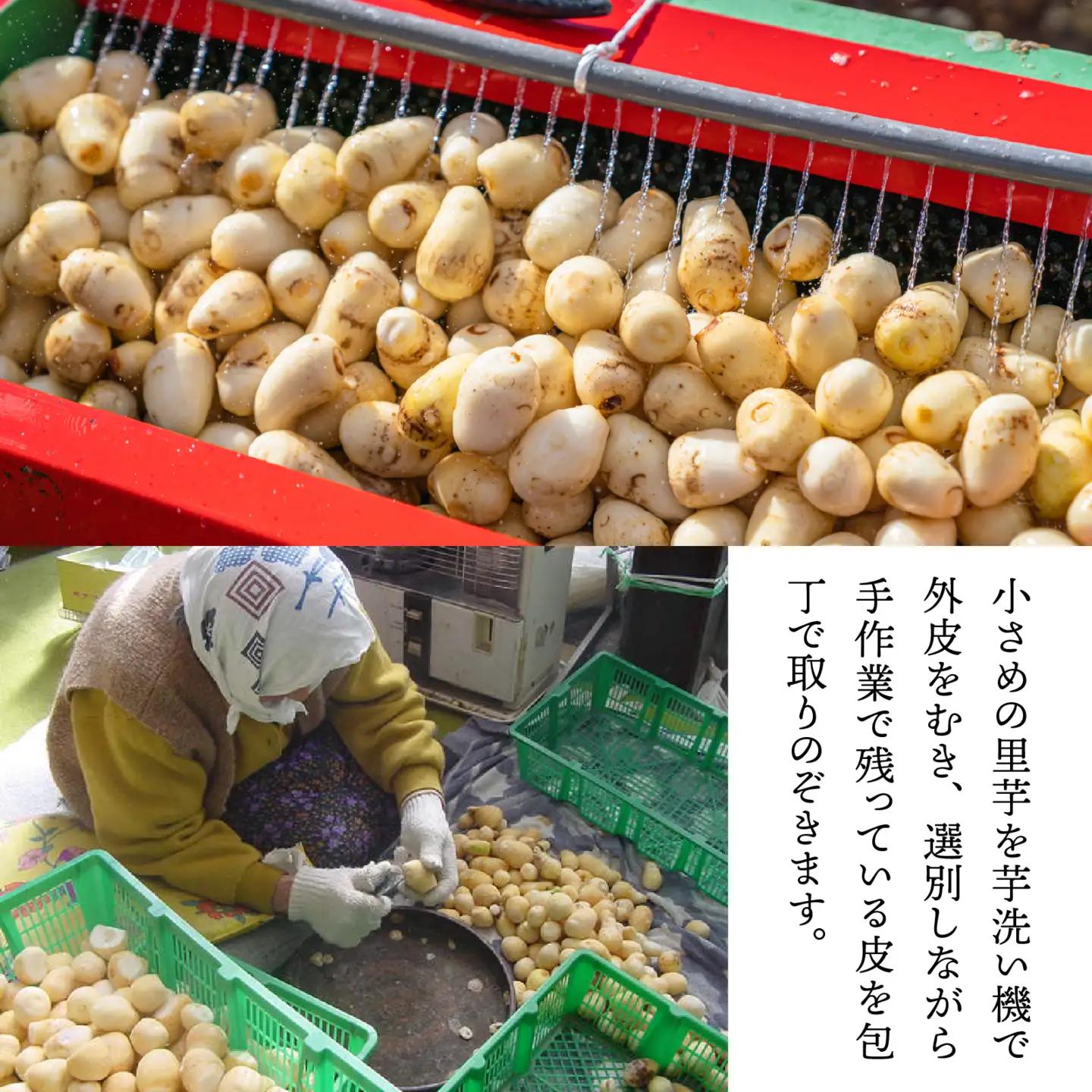 【先行予約】【10月発送】簡単手間なし！冷凍のまま調理！大野 里芋の洗い子 1kg×1袋｜サトイモ 煮物 煮っころがし