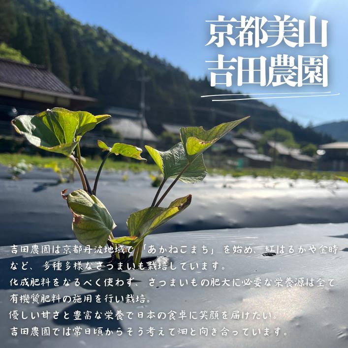 産地直送 冷凍焼き芋 4kg 熟成 あかねこまち 京都丹波産 【